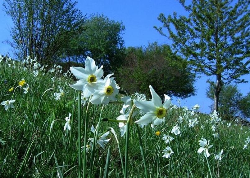 Narcissus poeticus / Narciso selvatico